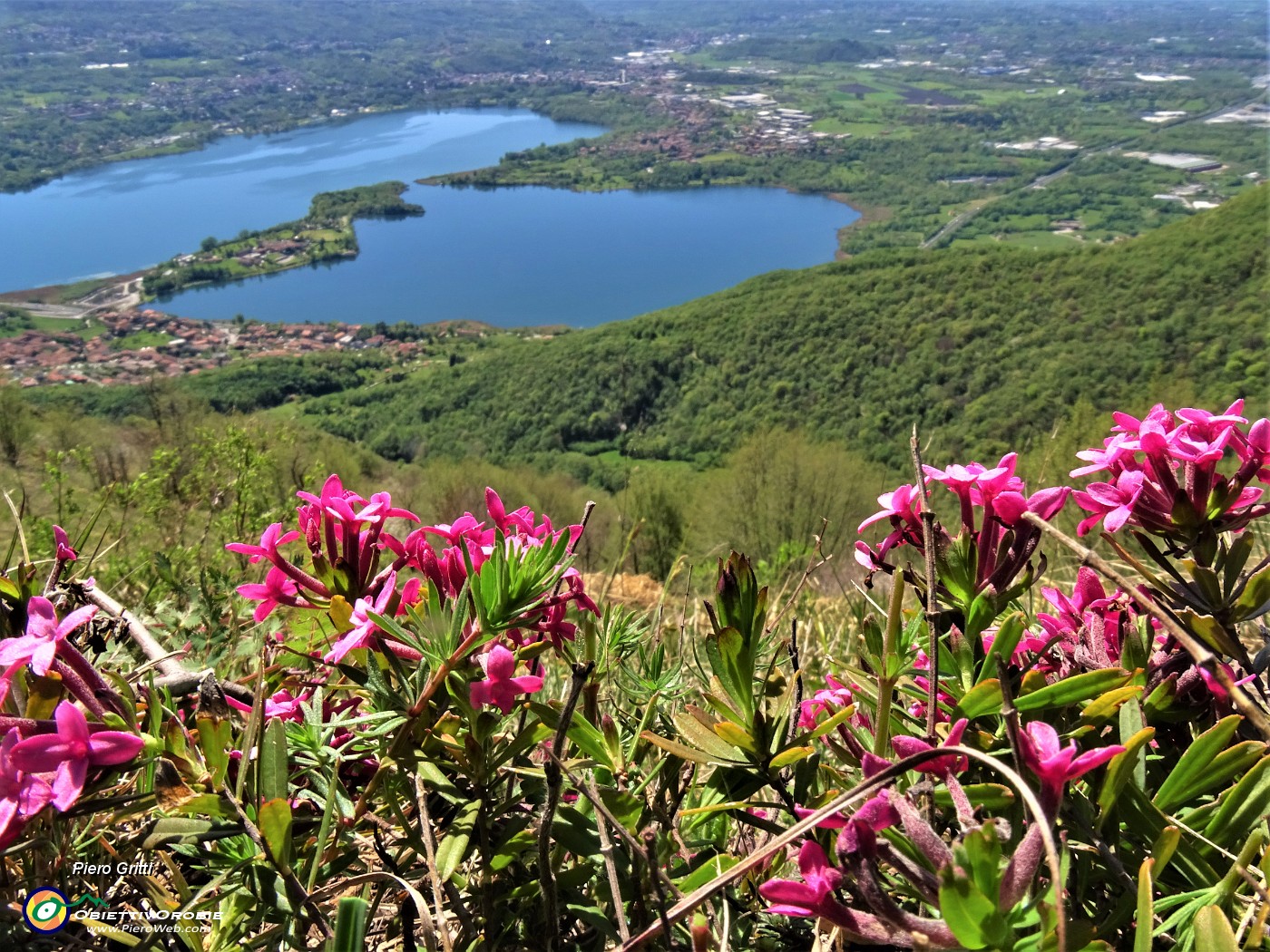 04 Daphne cneorum (Cneoro) con vista sul Lago di Annone.JPG